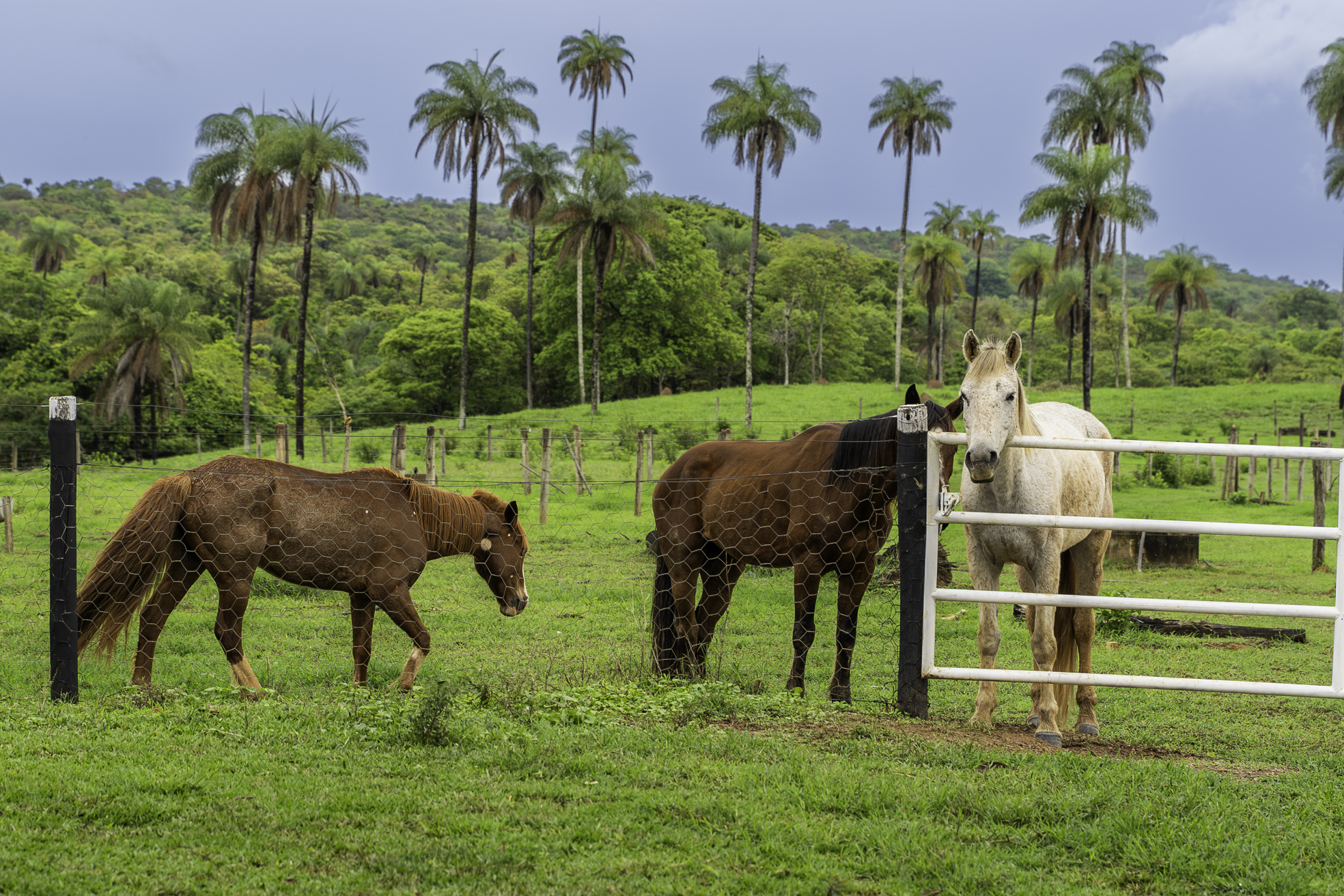 Formosa Go - FAZENDA - GO 468 - PECUÁRIA